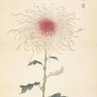 Les chrysanthèmes de la longevité  菊花