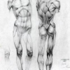 Stage de morphologie humaine : dessin du corps humain et étude des muscles externes