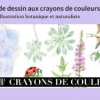 Atelier de dessin aux crayons de couleurs - Illustration botanique et naturaliste