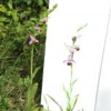 Orchidées sauvages en Vic-Bilh (64)