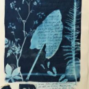 Cyanotype et calligraphie