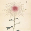 Les Chrysanthèmes de la longevité  菊花