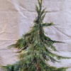 Venez peindre votre arbre de Noël et sauvez un sapin  !