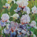 iris roses et mauves