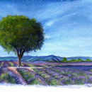 Le plateau de Valensole, aquarelle
