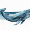 Baleines à l'aquarelle