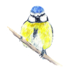 Les oiseaux à l'aquarelle