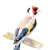 Stage Aquarelle : “Les Oiseaux