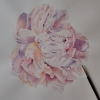 Portraits Botaniques Dessin et aquarelle