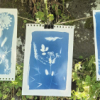 Découverte de la technique du cyanotype