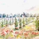 Sannes, le moulin dans les vignes et coquelicots