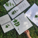 stage dessin botanique et plantes sauvages été 2024