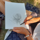 stage dessin botanique et plantes sauvages été 2024