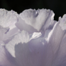 fleur cristal