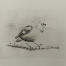 Stage maniere de crayon sur cuivre