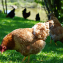 Poules du domaine