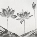 Nénuphar avec suminagashi (marbrage)