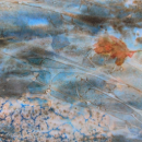Près de l'étang, aquarelle