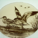 avocettes