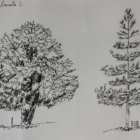 Stage de dessin du paysage : les arbres, rochers...