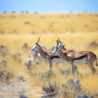 La namibie  en carnet de voyage créatif, multi techniques.