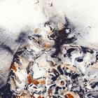 Fossiles / ammonites
