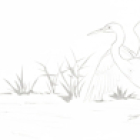 Stage dessin animaux sur le vif