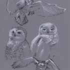 Rapaces et corvidés