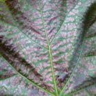 association_etilesum