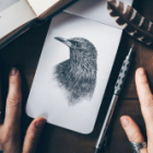 Dessin naturaliste- les oiseaux- cycle 4 cours