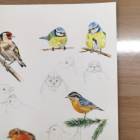 Dessin et couleurs: les oiseaux