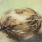 Aquarelle dans le mouillé : retour du marché