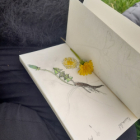 Dessin botanique et plantes sauvages