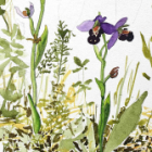 Stage aquarelle : “botanique