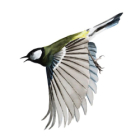 Stage aquarelle :“les oiseaux chanteurs