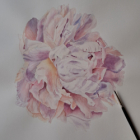 Portraits botaniques dessin et aquarelle