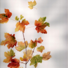 Portraits botaniques - les feuilles - aquarelle et dessin