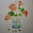 Aquarelle et dessin botanique en luberon eté 2026 - 2 jours