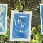 Découverte de la technique du cyanotype
