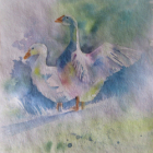 Cours d'aquarelle pibrac la malle aux arts