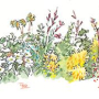 Biographisme, dessin/aquarelle