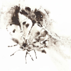 Insectes