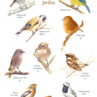 Les oiseaux du jardin à l'aquarelle
