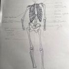 Les fondamentaux de l'anatomie en dessin