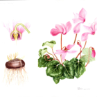 Aquarelle et dessin botanique en lubéron eté 2026 - 3 jours