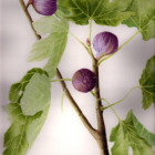 Aquarelle et dessin botanique en lubéron eté 2026 - 3 jours