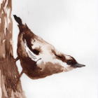 Initiation à la peinture en brou de noix (technique l'aquarelle)