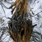 Gestes et souffles d'encre en foret de fontainebleau