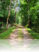 Les samedis aux essarts : peindre les arbres. le 21 Juin 2025 Alexandra chauchereau Les essarts (Loir-et-Cher).